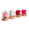 Bouton queen de rose naturelle stabilisée dans cloche