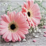 20 serviettes 33x33cm gerbera