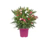 Laurier rose tricolor ct20 c5l ht 50-60 cm