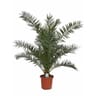 Phoenix canariensis ct25 c10l hauteur 100-120 cms
