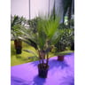 Washingtonia filifera multi troncs ct25 c10l ht 100-120 cms