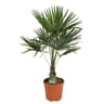 Trachycarpus fortunei t10/15 ct25cm - c10l - ht80-100