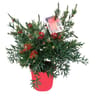 Callistemon laevis ct17 c3l ht30-40 cm