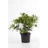Pieris varié conteneur 3 litres