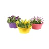 Viola cornuta coupe 21cm colorée