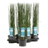 Equisetum hyemale p15