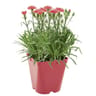Oeillet de bouture pot 2 litres