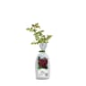 Rosier grimpante rootball