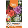 Bulbes dahlia cactus mélange  I/II X4