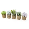 Mixte petite  succulente pot décor style graphique