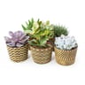 Mixte succulente pot décor style graphique