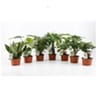 Plantes vertes variées exotiques pot de 12 cm hauteur 30-40 cm