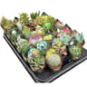 Cactus avec housse