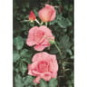 Rosa rosier buisson queen elisabeth rose