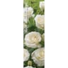 Rosa rosier grandes fleurs white wings