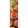 Rosa rosier buisson whisky orange