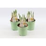 Narcis jetfire p10,5