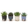 Mixte de plantes grasses pot décor