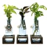 Plante verte pot décor avec réserve d'eau