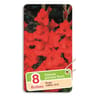 Glaïeul grande fleur rouge 12/14 x8