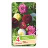 Dahlias pompons i/ii varies x4