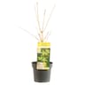 Acer palmatum 'bi hoo' c 40/+