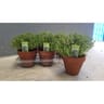 Thymus pot terracotta p14