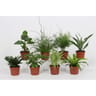Mix plantes vertes budget