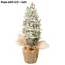 Cham. Ellwoodii rondella + lumières LED - pot 9 cm