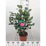 Camelia varié c 3l 60/+
