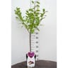 Mirabelle de nancy patio conteneur 5 litres tige 50cm