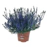 Callluna teintée pot de 0.5L