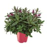 Véroniqueverte  pot 2l