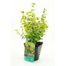 Euonymus emerald gold 3 litres
