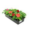 Impatiens barquette de 10 plants