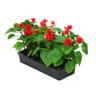 Sauge rouge barquette de 10 plants godet 7 cm