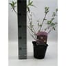 Buddleja rouge vp 2 litres