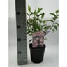 Deutzia rouge vp 2 litres