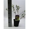 Buddleja blue vp 2 litres