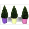 Buis pyramide pot coloré C5 litres H45/50CM
