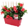 Dipladenia jardinière 40 cm palisse