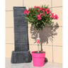 Laurier rose tige "copa" pot terrasse ct27 c8l ht 100