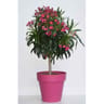 Laurier rose tige "copa" pot terrasse ct27 c8l ht 100