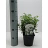 Spiraea blanc vp 2 litres