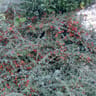 Cotoneaster c.4l