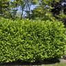 Prunus rotondifolia conteneur de 3 litres  hauteur de 40/60 cm