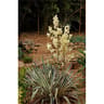Yucca filamentosa varies c 4/4.5