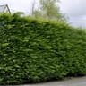 Cupressocyparis leylandii fastigie conteneur de 3 litres  hauteur de 60/80 cm