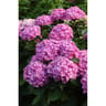 Hortensia de collection primeur c4,5