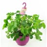 Fraisier charlotte  suspension 27 cm